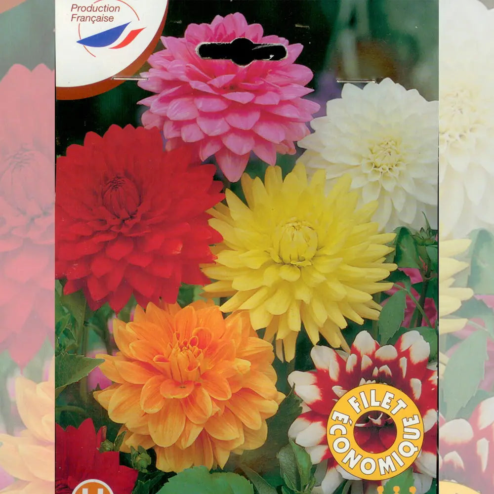 DAHLIAS DECORATIFS EN MELANGE 