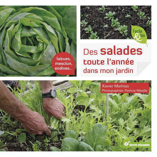 DES SALADES TOUTE L’ANNÉE DANS MON JARDIN 