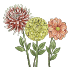 Bulbes de dahlias