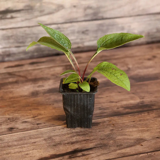 ECHINACÉE PURPUREA AB - PLANT 