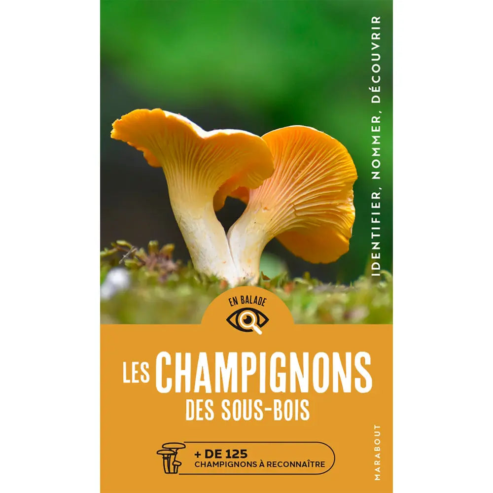 EN BALADE - LES CHAMPIGNONS DES SOUS BOIS 