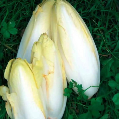 ENDIVE DEMI HATIVE DE MALINES AB 
