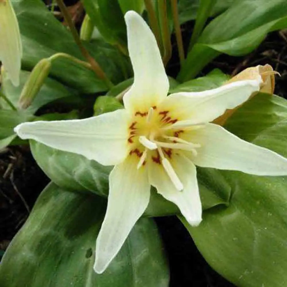 ERYTHRONIUM WHITE BEAUTY 