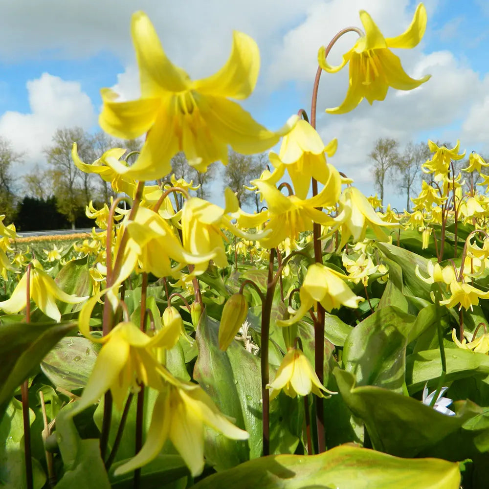 ERYTHRONIUM 'PAGODA' AB 