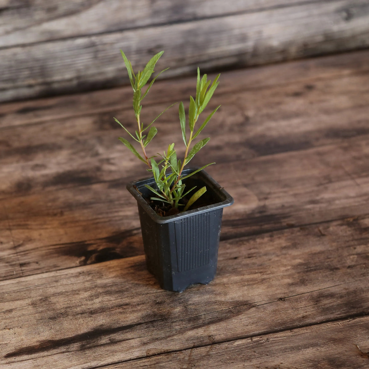 ESTRAGON VIVACE DIT FRANCAIS AB - PLANT 