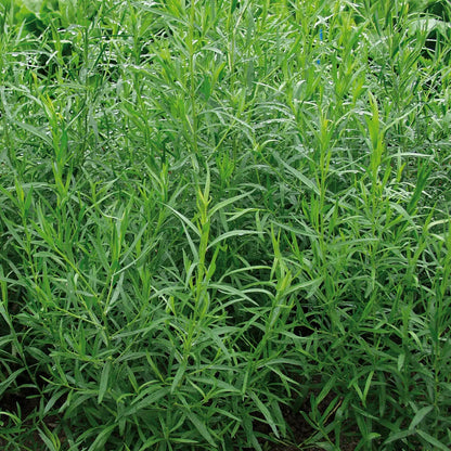 ESTRAGON VIVACE DIT FRANÇAIS AB - PLANT 