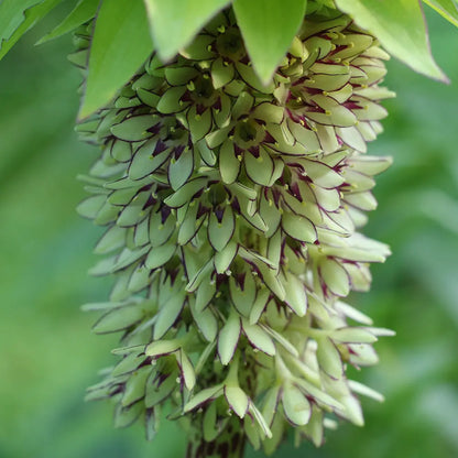 EUCOMIS BICOLOR 