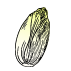 Graines d'endives