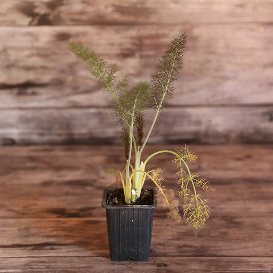 FENOUIL BRONZE AB - PLANT 