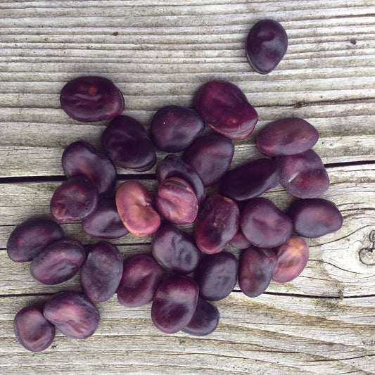 FEVE EXTRA PRECOCE A GRANO VIOLETTO AB 