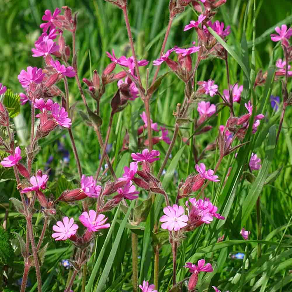 COMPAGNON ROUGE OU SILENE DIOIQUE AB 