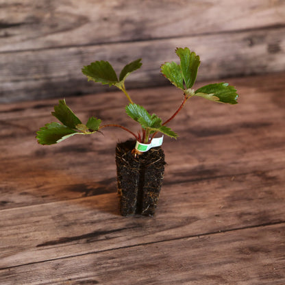 FRAISIER SENGA® 'Sengana' AB - MOTTE 