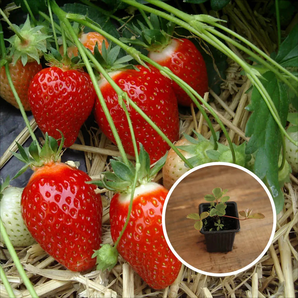 FRAISIER BELRUBI AB - PLANT 