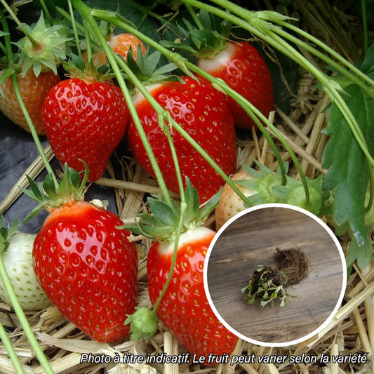 FRAISIER CANDISS AB lot de 13 plants racines nues 