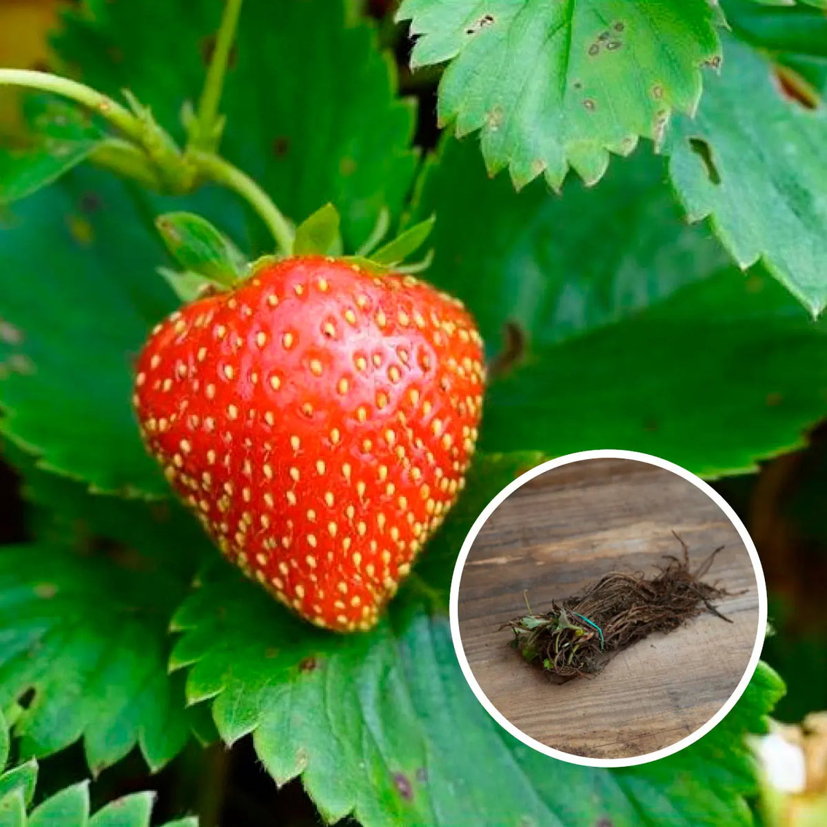 FRAISIER CHARLOTTE AB (13 plants en racine nues) 