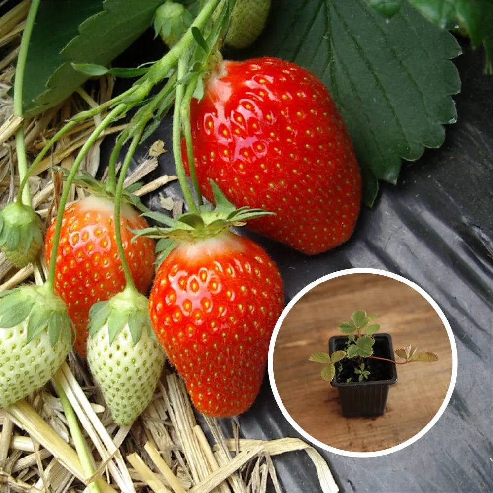 FRAISIER CIFLORETTE AB - PLANT 