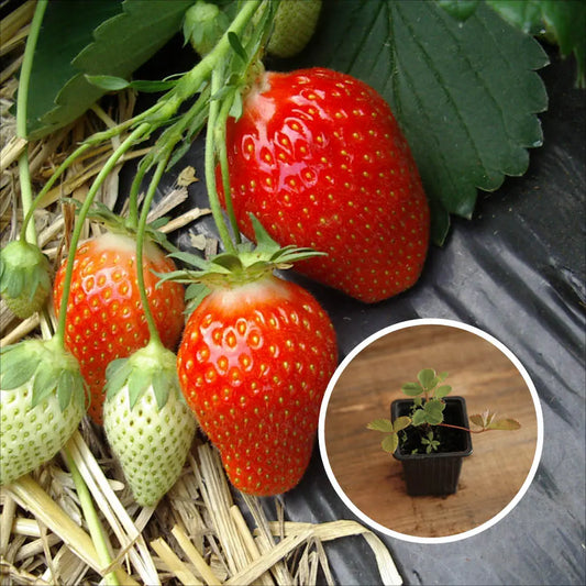 FRAISIER CIFLORETTE AB - PLANT 