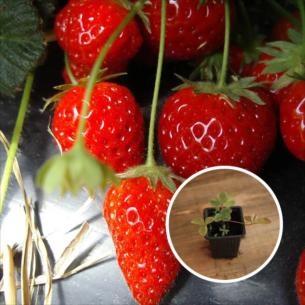 FRAISIER CIJOSEE AB - PLANT 