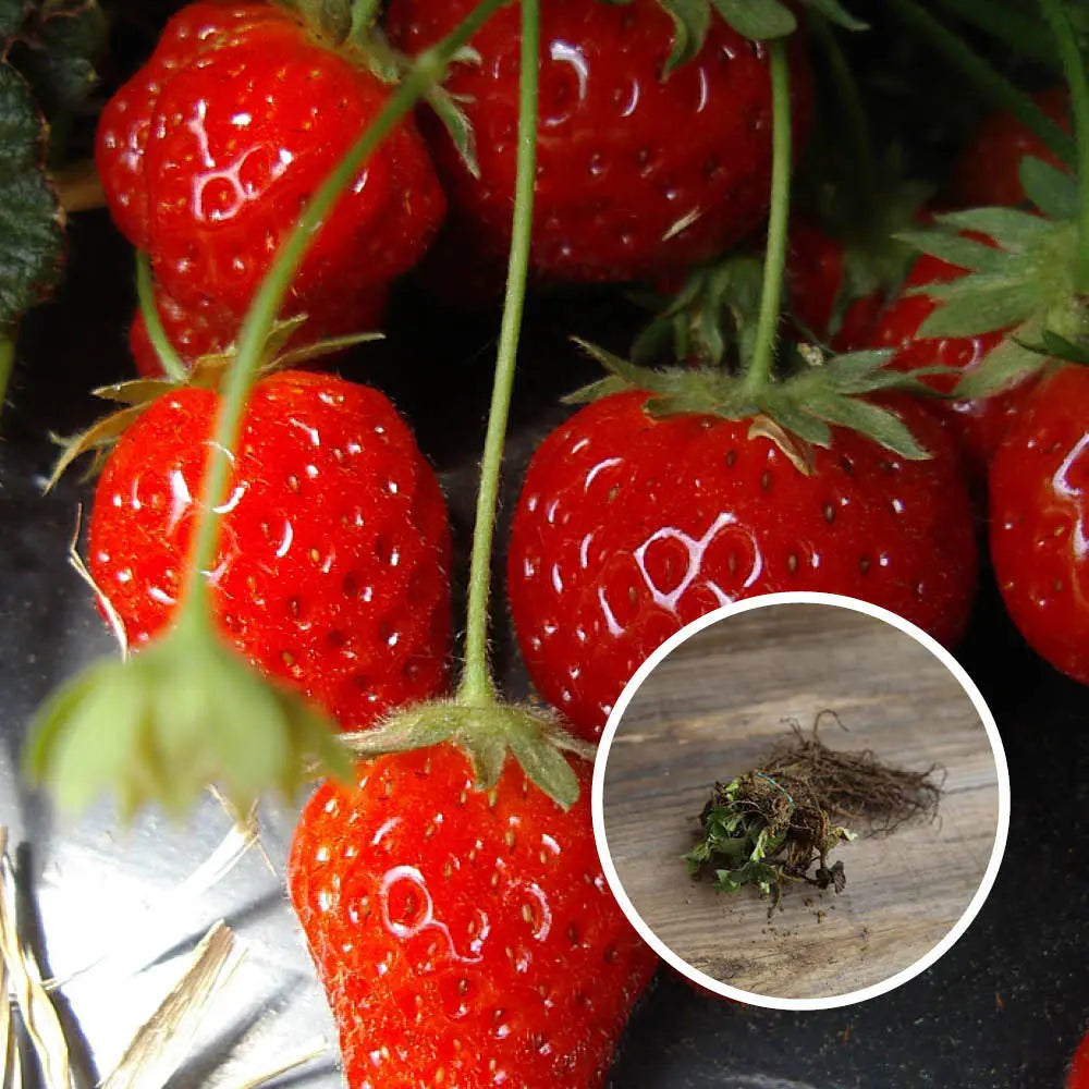 FRAISIER CIJOSEE AB lot de 13 plants en racines nues 