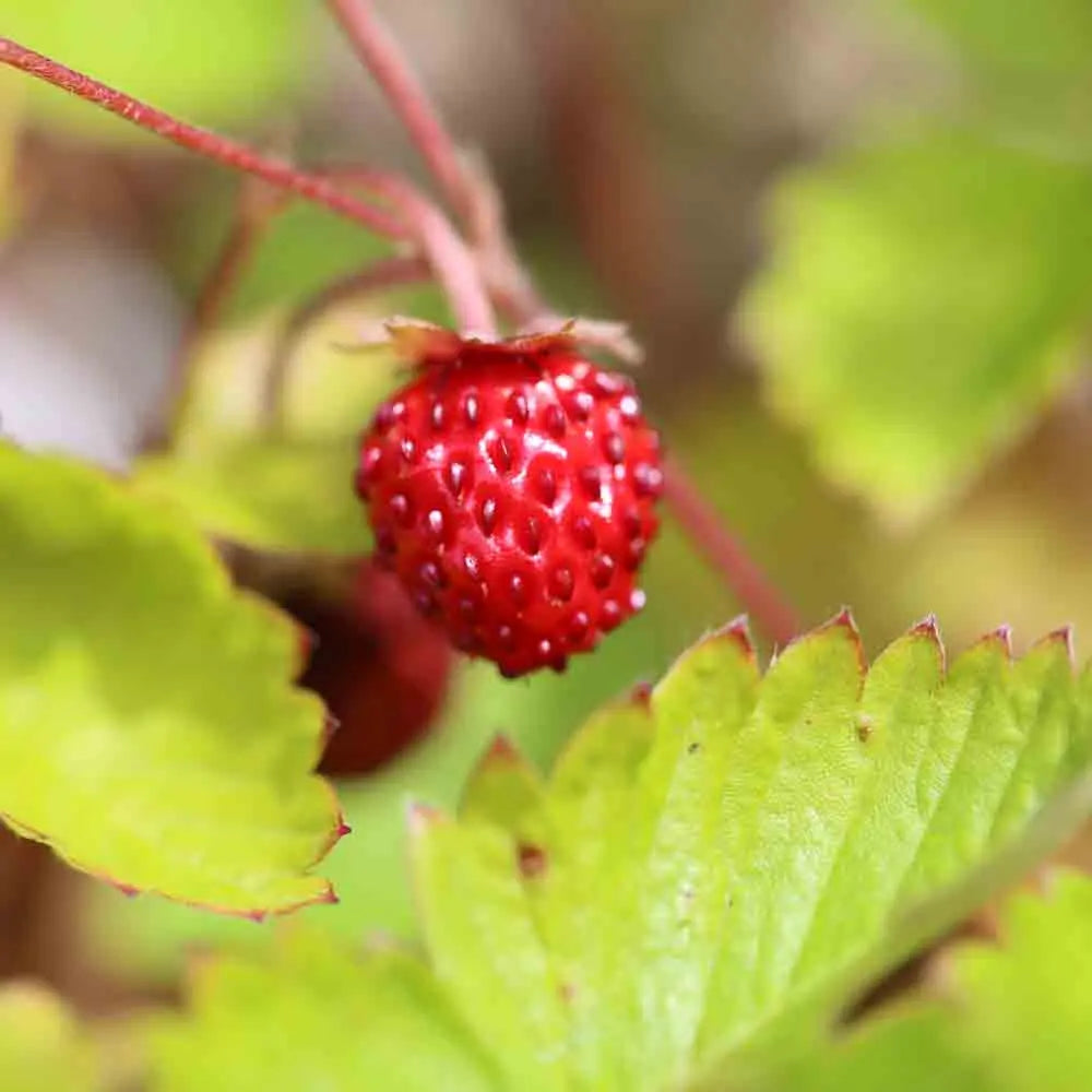 FRAISIER DES QUATRE SAISONS NT 