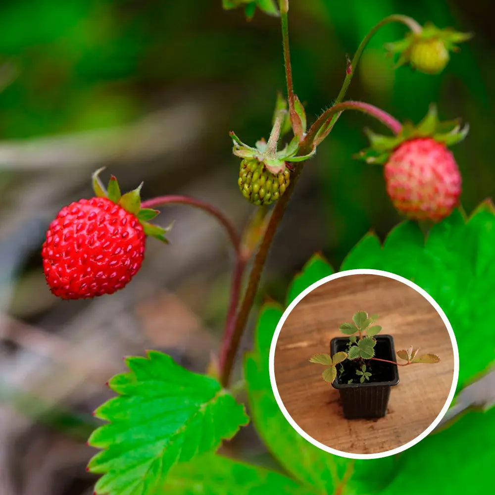 FRAISIER FRAISE DES BOIS - PLANT 