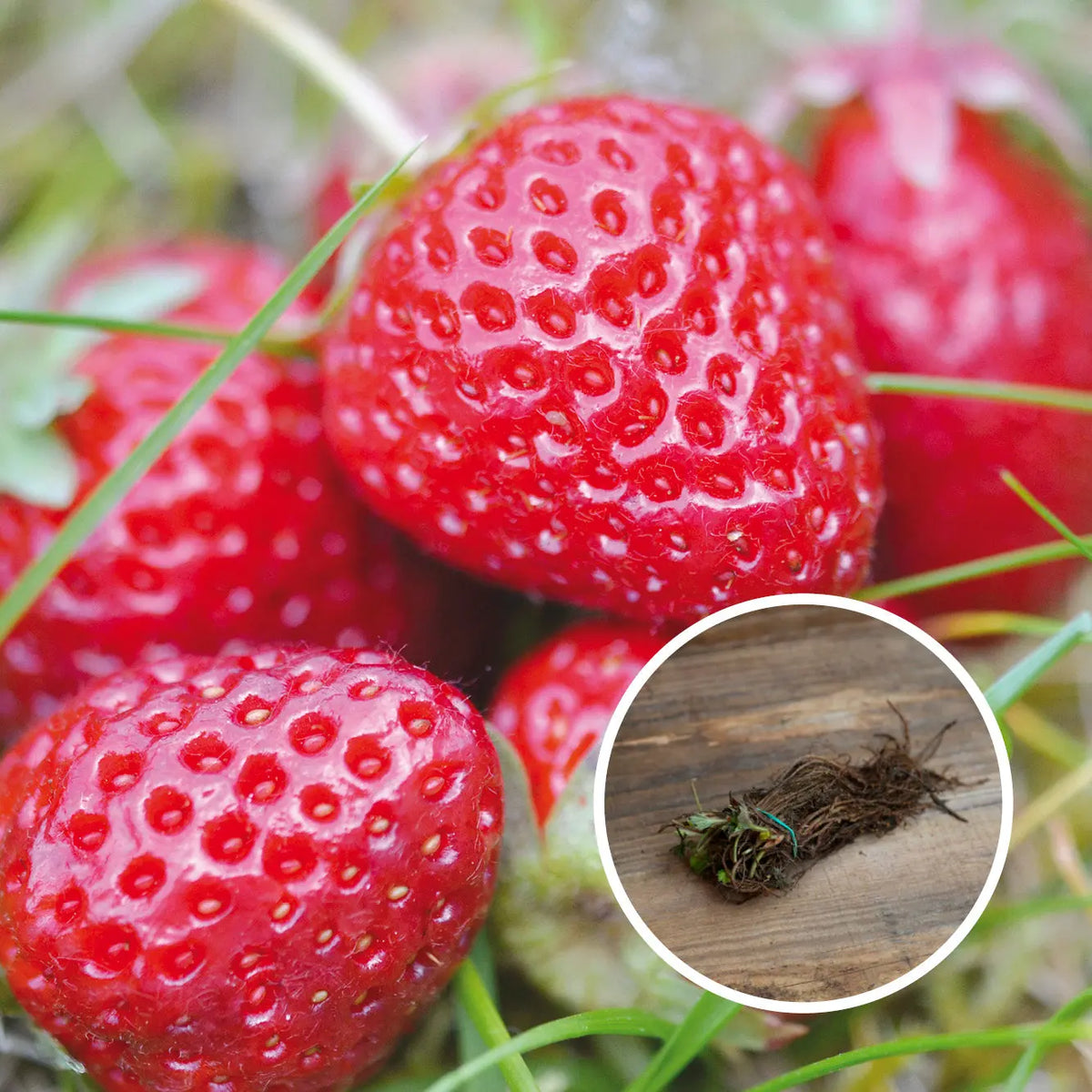 FRAISIER MADAME MOUTOT AB (13 plants en racine nues) 
