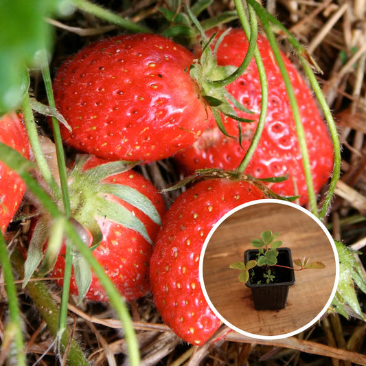 FRAISIER MAMIE AB - PLANT 