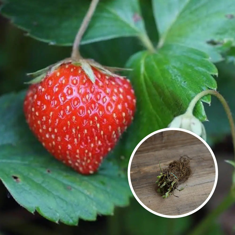 FRAISIER MARA DES BOIS AB lot de 13 plants racines nues 