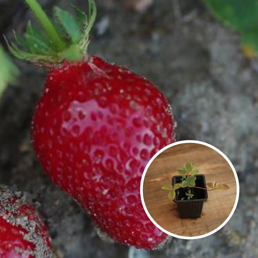FRAISIER NOVA GENTO - PLANT 