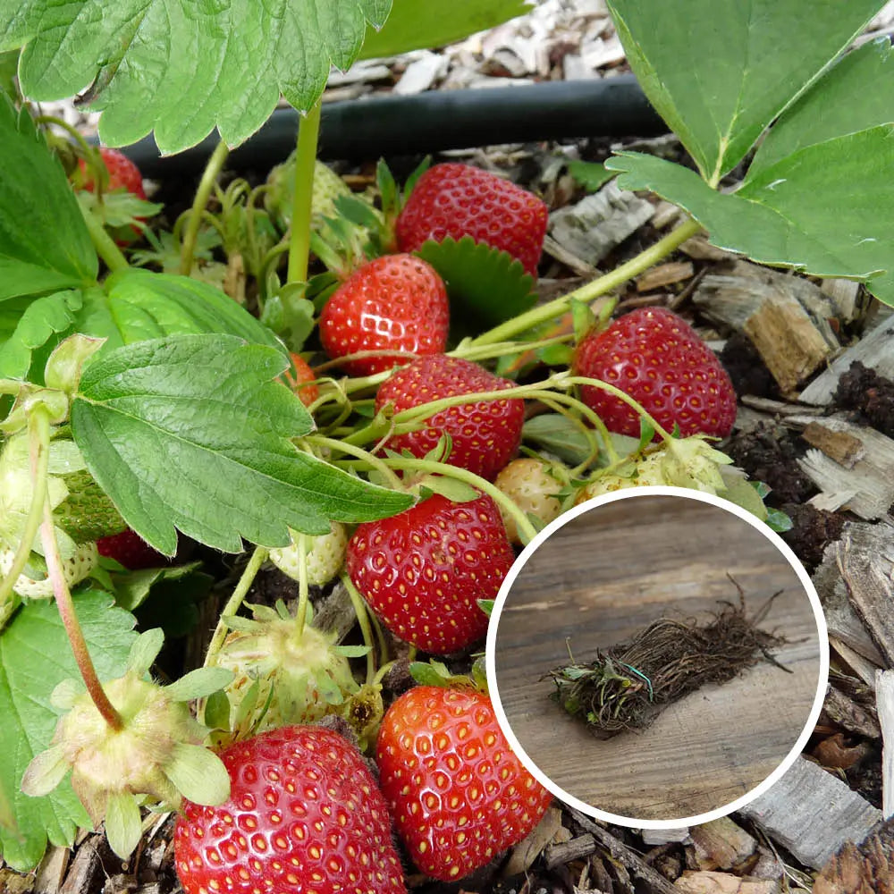 FRAISIER RUBIS DES JARDINS AB lot de 13 plants en racines nues 