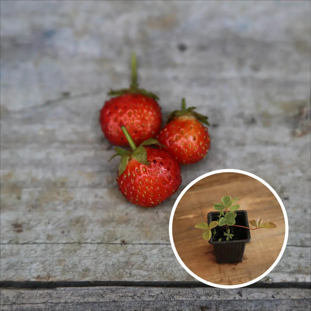FRAISIER VICOMTESSE DE HERICART DE THURY AB - PLANT 
