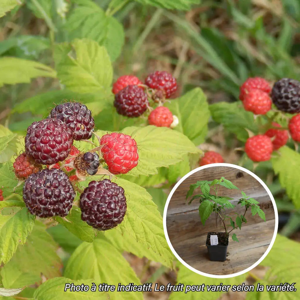 FRAMBOISE NOIRE AB - PLANT 