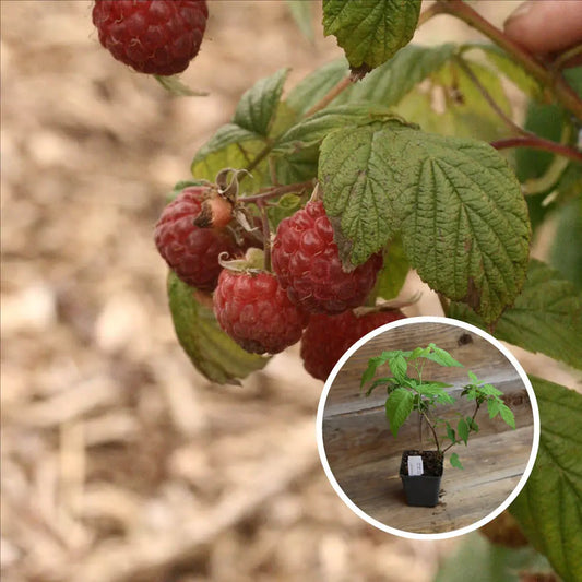 FRAMBOISIER AUGUSTRED AB - PLANT 