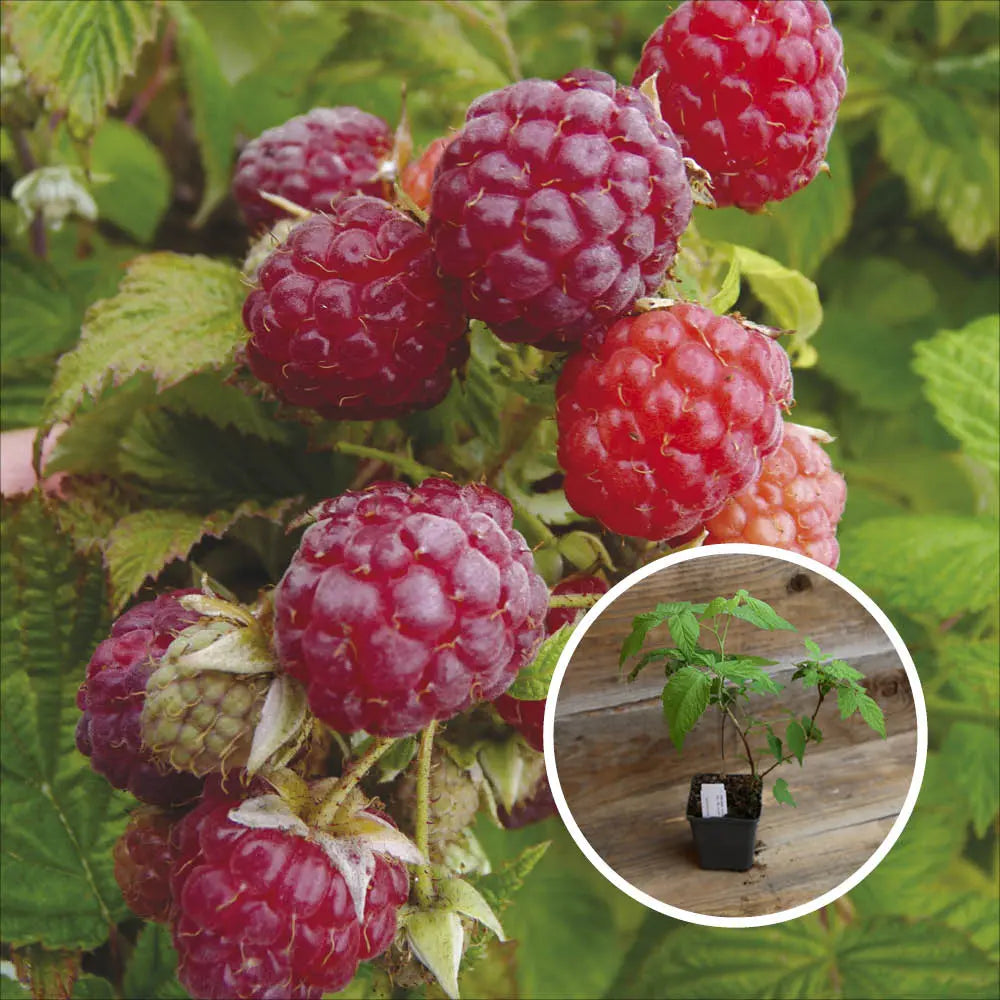 FRAMBOISIER BLISSY AUTUMN BLISS AB - PLANT 