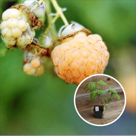 FRAMBOISIER GOLDEN QUEEN - PLANT AB 