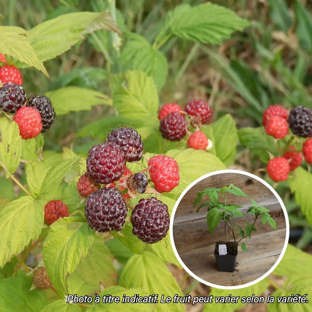 FRAMBOISIER NOIR JEWEL AB - PLANT 