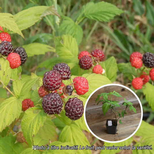 FRAMBOISIER NOIR JEWEL AB - PLANT 