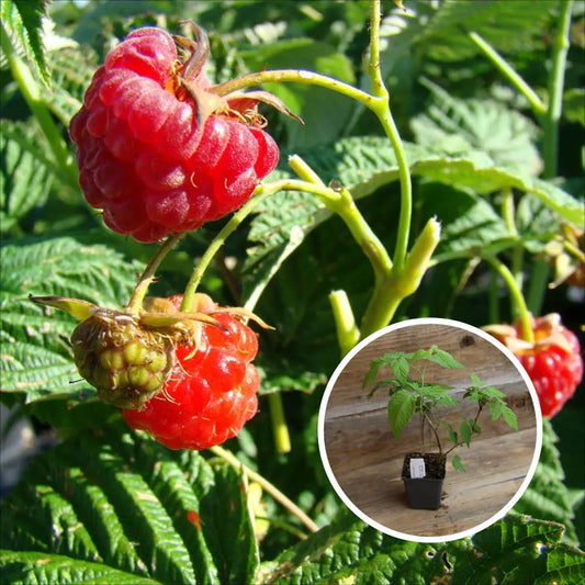 FRAMBOISIER ROUGE CAPITOU AB - PLANT 