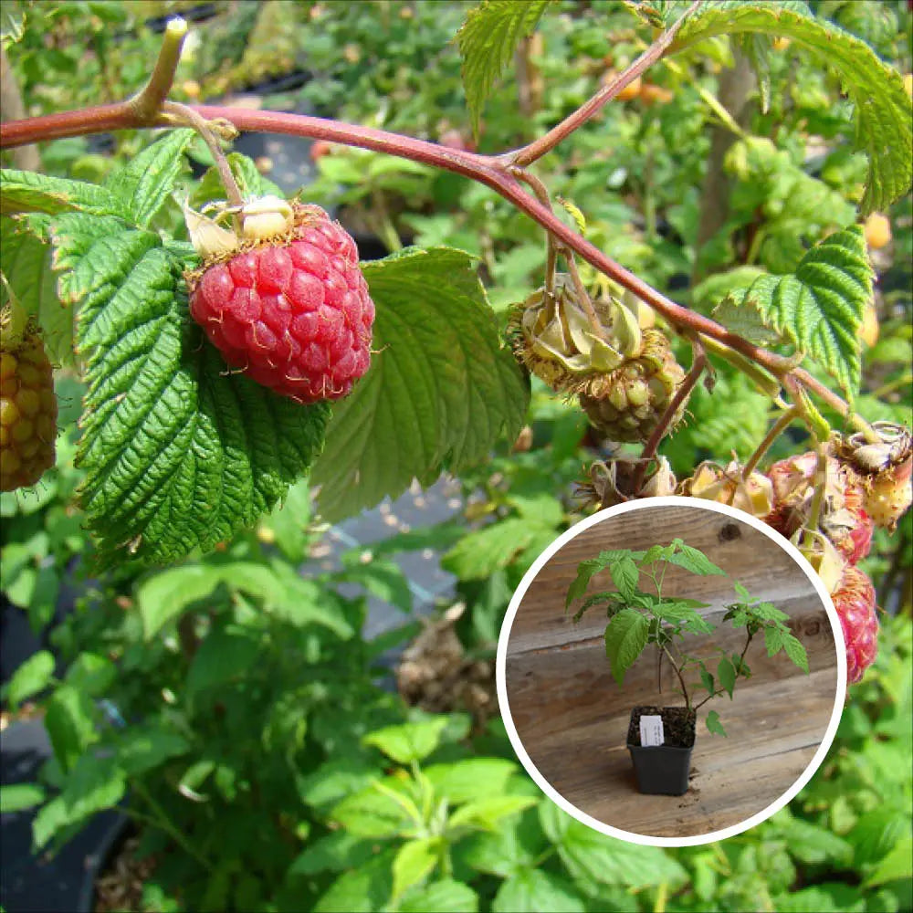 FRAMBOISIER ROUGE FRIDA AB - PLANT 