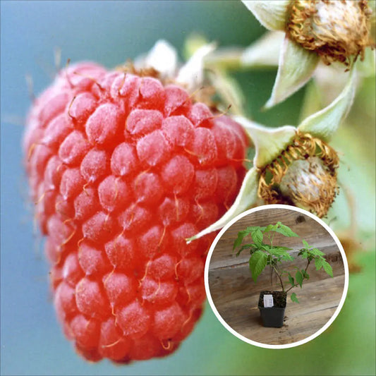 FRAMBOISIER ROUGE MALLING EXPLOIT AB - PLANT 