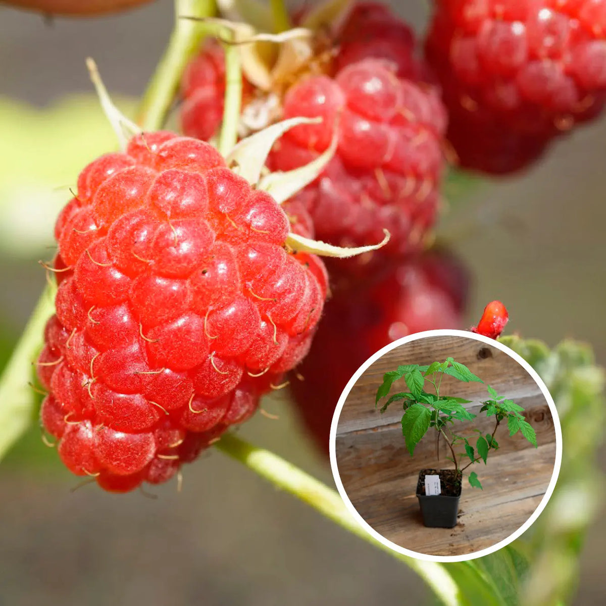 FRAMBOISIER ROUGE MALLING PROMISE AB - PLANT 