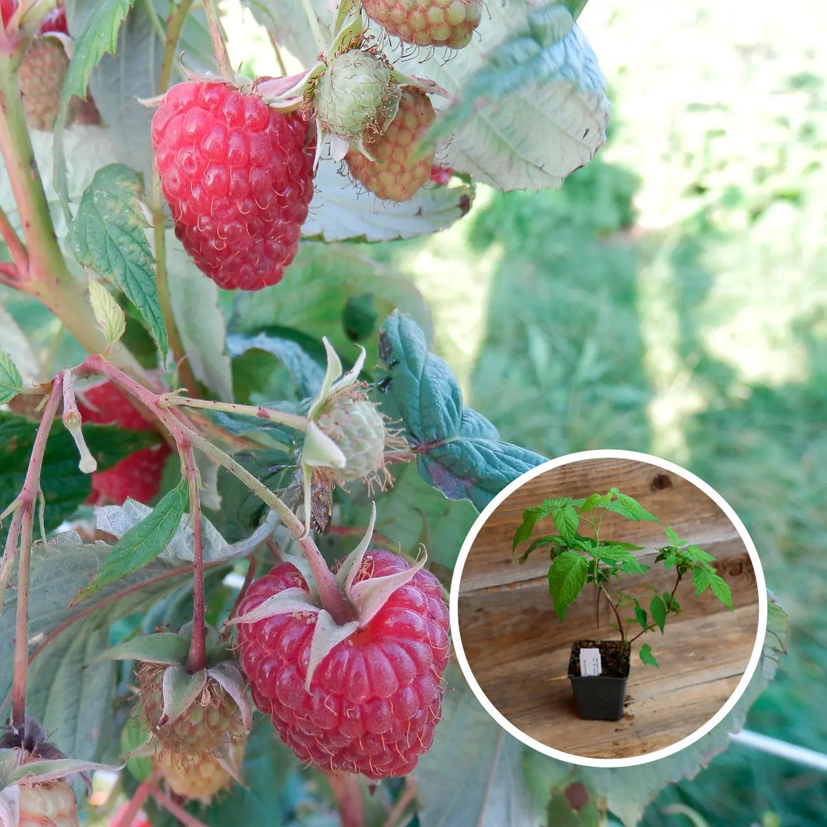 FRAMBOISIER ROUGE POLKA AB - PLANT 