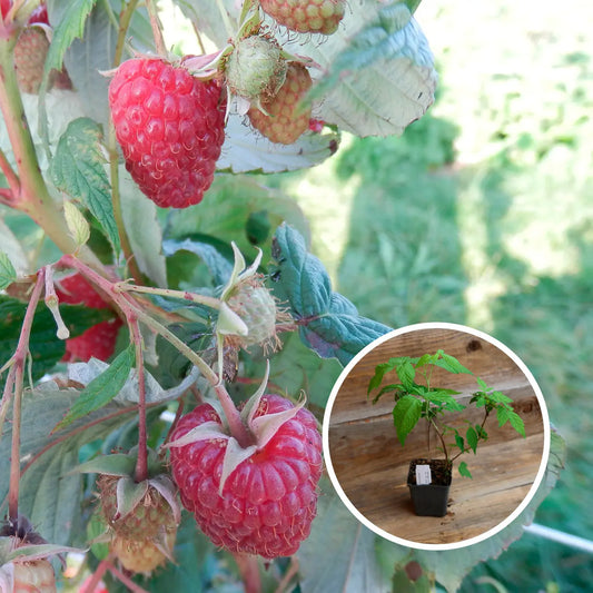 FRAMBOISIER ROUGE POLKA AB - PLANT 