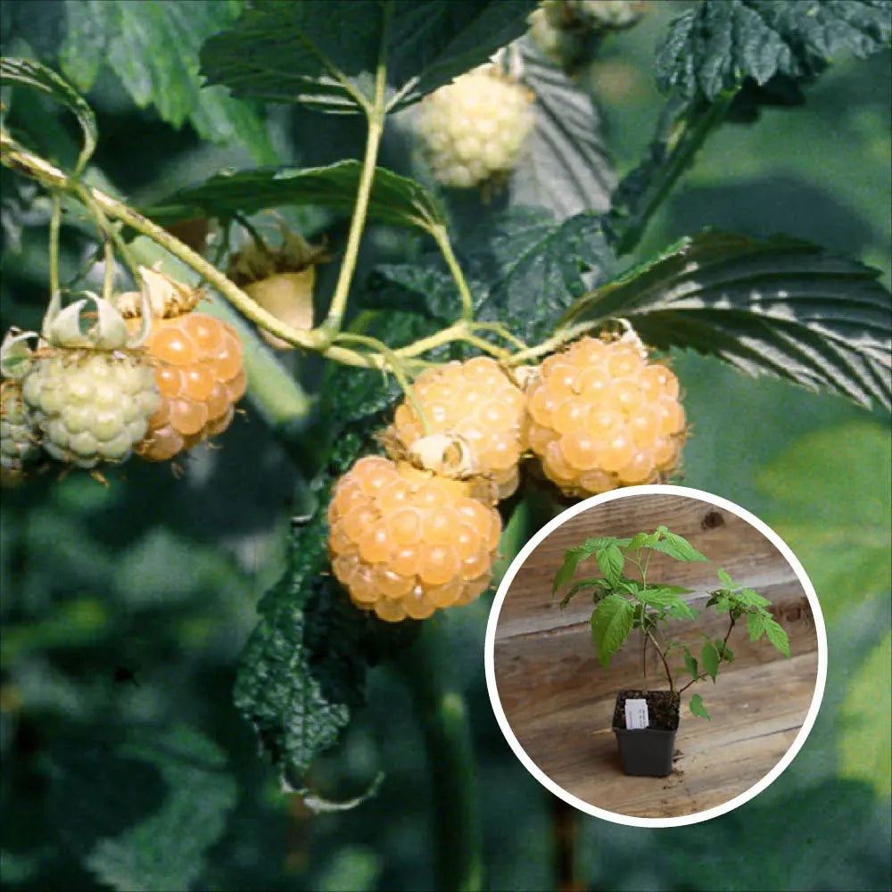 FRAMBOISIER SURPRISE D´AUTOMNE AB - PLANT 