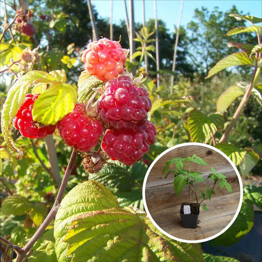 FRAMBOISIER VIOLETTE AB - PLANT 