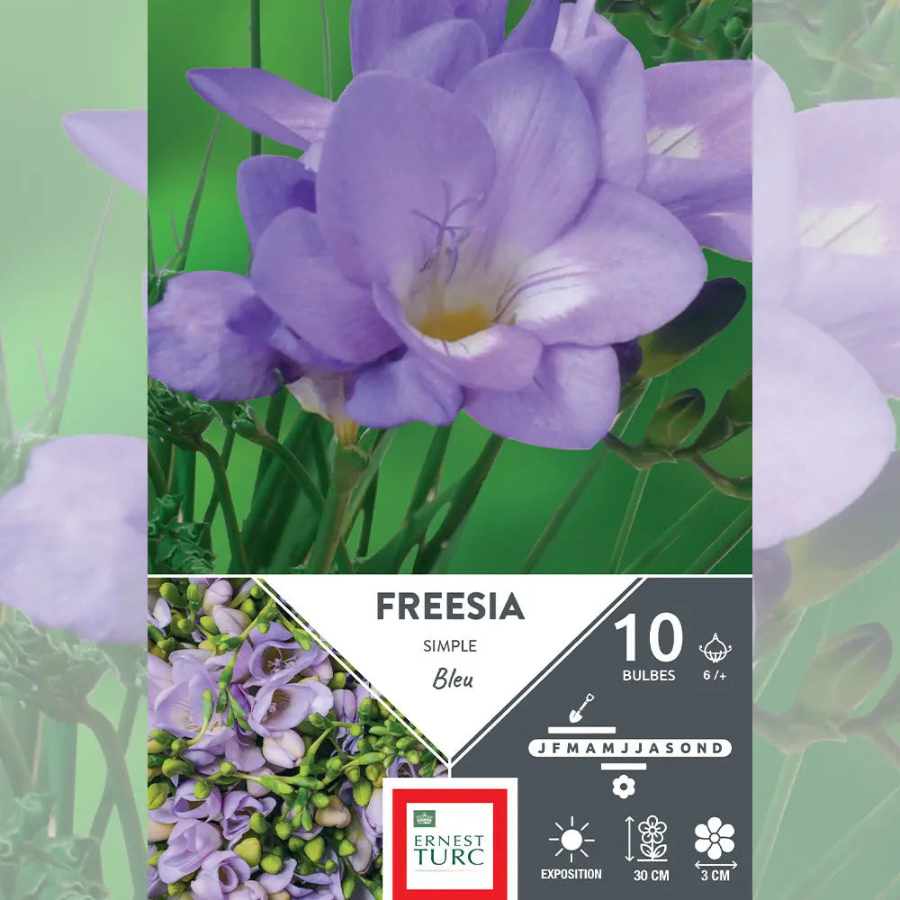 FREESIA SIMPLE BLEU 