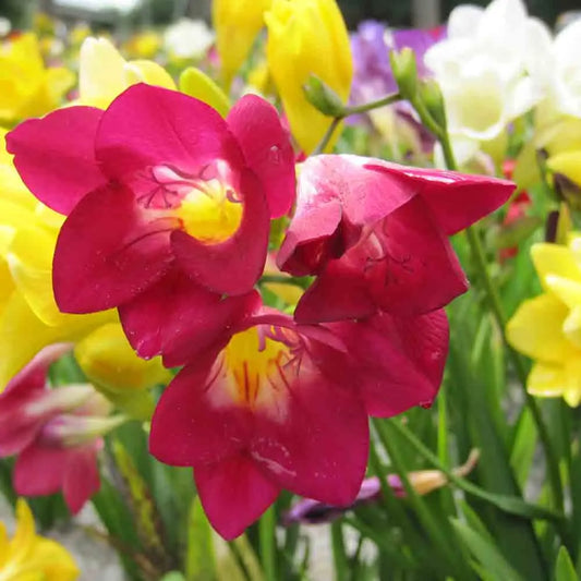FREESIA SIMPLE VARIÉS AB 