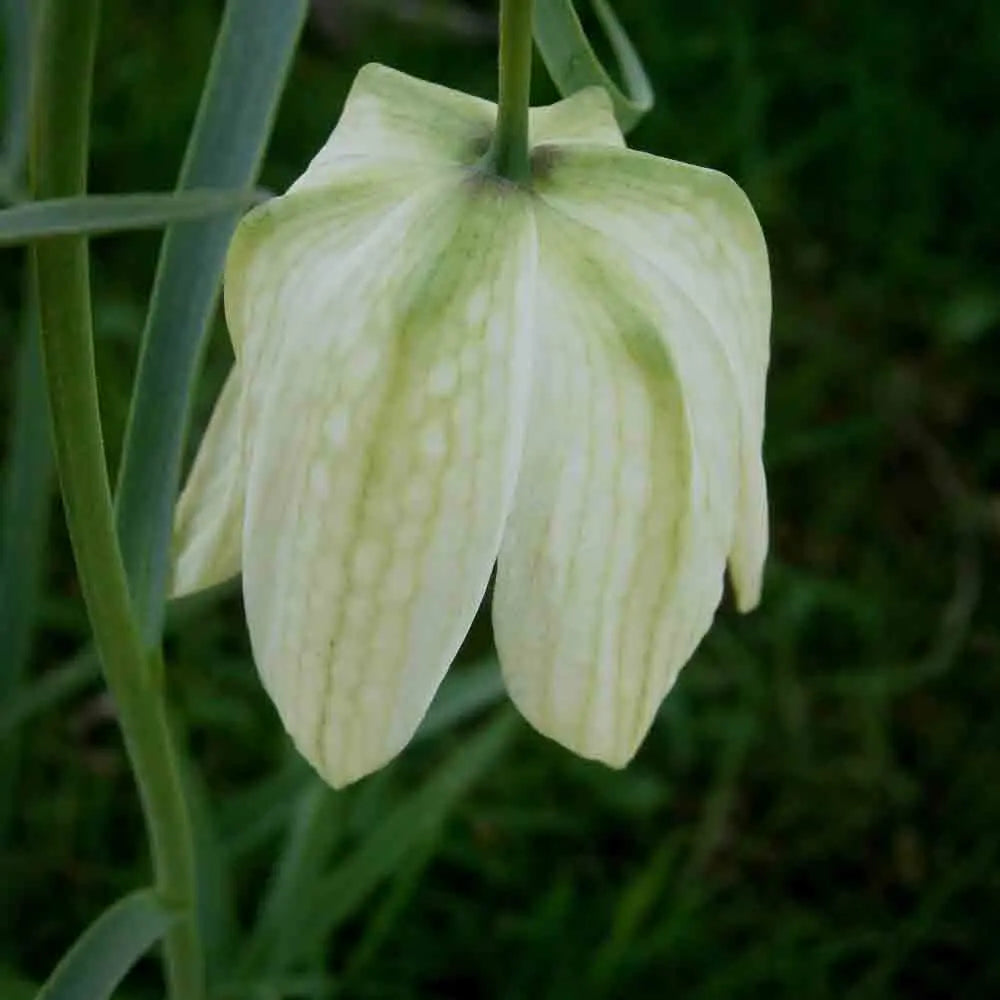 FRITILLAIRE MELEAGRIS ALBA 