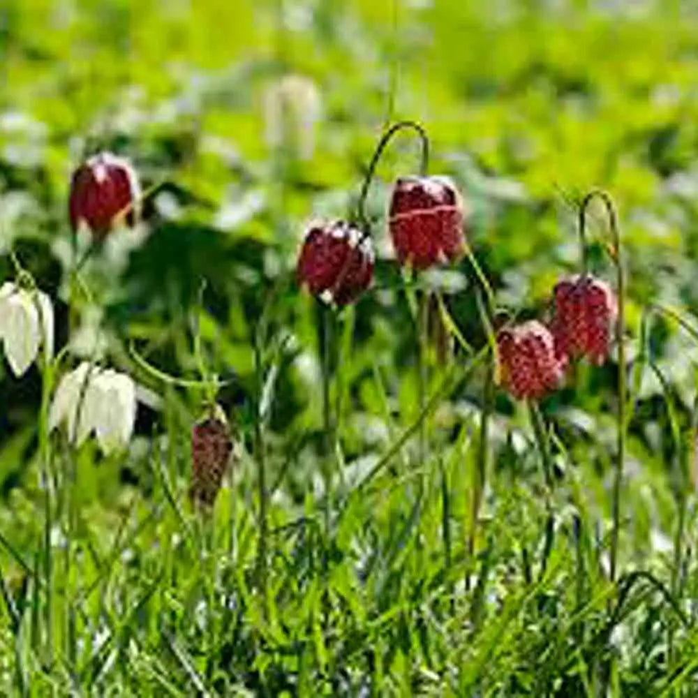 FRITILLAIRE MELEAGRIS EN MÉLANGE 