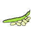 Ackerbohnensamen